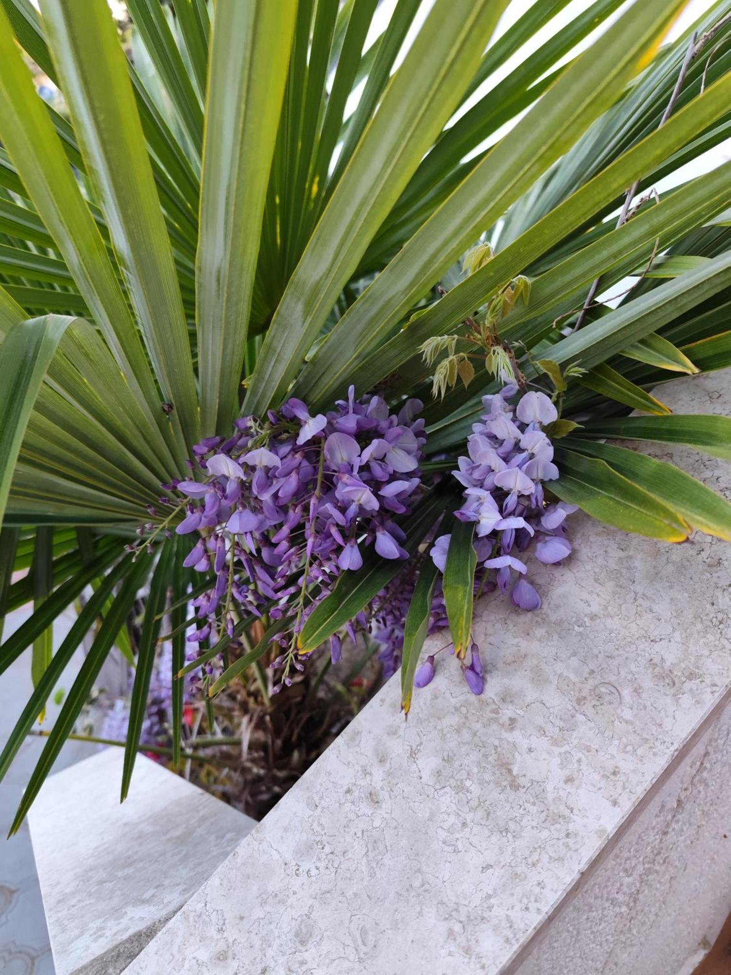 Apartments Poretti For 2,In Center Parking Free In The Yard,6 Min Beach Walk Rovinj Exterior photo